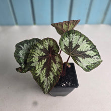 Load image into Gallery viewer, #J552 Begonia Silver Legend