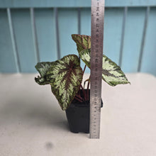 Load image into Gallery viewer, #J552 Begonia Silver Legend