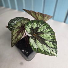 Load image into Gallery viewer, #J552 Begonia Silver Legend