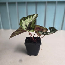 Load image into Gallery viewer, #J552 Begonia Silver Legend