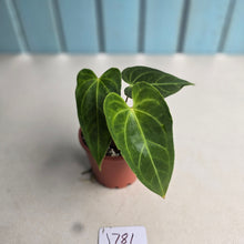 Load image into Gallery viewer, #J781 Anthurium NOID