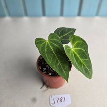 Load image into Gallery viewer, #J781 Anthurium NOID