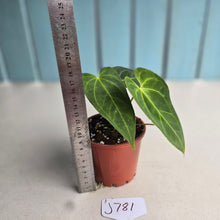 Load image into Gallery viewer, #J781 Anthurium NOID
