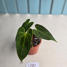 Load image into Gallery viewer, #J781 Anthurium NOID