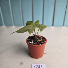 Load image into Gallery viewer, #J781 Anthurium NOID