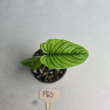 Load image into Gallery viewer, #P60 Philodendron Furcatum