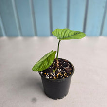 Load image into Gallery viewer, #P60 Philodendron Furcatum