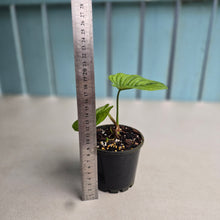 Load image into Gallery viewer, #P60 Philodendron Furcatum