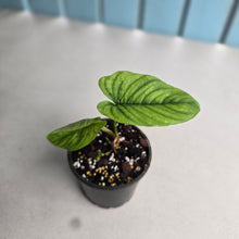 Load image into Gallery viewer, #P60 Philodendron Furcatum