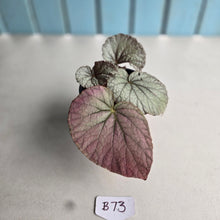 Load image into Gallery viewer, #B73 Begonia Unknown