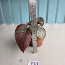Load image into Gallery viewer, #B73 Begonia Unknown