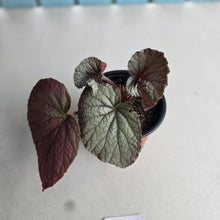 Load image into Gallery viewer, #B73 Begonia Unknown