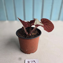 Load image into Gallery viewer, #B73 Begonia Unknown