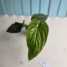 Load image into Gallery viewer, #B91 Anthurium Luxurians x Radicans