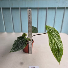 Load image into Gallery viewer, #B91 Anthurium Luxurians x Radicans