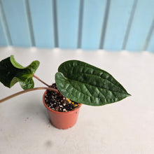 Load image into Gallery viewer, #B91 Anthurium Luxurians x Radicans