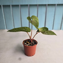 Load image into Gallery viewer, #B91 Anthurium Luxurians x Radicans