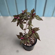 Load image into Gallery viewer, #H94 Sonerila Maculata