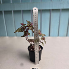 Load image into Gallery viewer, #H94 Sonerila Maculata