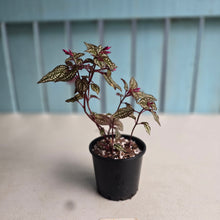 Load image into Gallery viewer, #H94 Sonerila Maculata