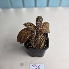 Load image into Gallery viewer, #P56 Nautilocalyx Bullatus