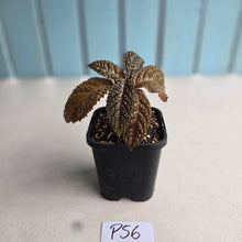 Load image into Gallery viewer, #P56 Nautilocalyx Bullatus