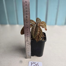 Load image into Gallery viewer, #P56 Nautilocalyx Bullatus