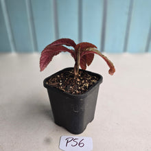 Load image into Gallery viewer, #P56 Nautilocalyx Bullatus