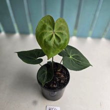 Load image into Gallery viewer, #H64 Anthurium Clarinervium x