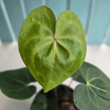 Load image into Gallery viewer, #H64 Anthurium Clarinervium x