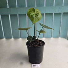 Load image into Gallery viewer, #H64 Anthurium Clarinervium x