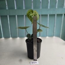 Load image into Gallery viewer, #H64 Anthurium Clarinervium x