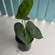 Load image into Gallery viewer, #H64 Anthurium Clarinervium x