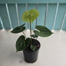 Load image into Gallery viewer, #H64 Anthurium Clarinervium x