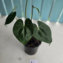 Load image into Gallery viewer, #B27 Dark, Flowering Anthurium Clarinervium x
