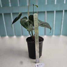 Load image into Gallery viewer, #B27 Dark, Flowering Anthurium Clarinervium x