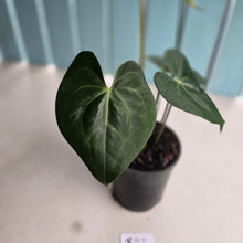 Load image into Gallery viewer, #B27 Dark, Flowering Anthurium Clarinervium x