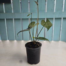 Load image into Gallery viewer, #B27 Dark, Flowering Anthurium Clarinervium x