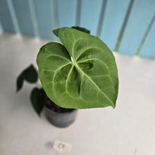 Load image into Gallery viewer, #20 Anthurium Clarinervium x