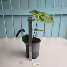 Load image into Gallery viewer, #20 Anthurium Clarinervium x