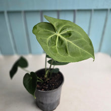 Load image into Gallery viewer, #20 Anthurium Clarinervium x