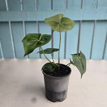 Load image into Gallery viewer, #20 Anthurium Clarinervium x