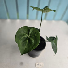 Load image into Gallery viewer, #20 Anthurium Clarinervium x