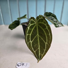 Load image into Gallery viewer, #G27 Anthurium Crystallinum x Forgetii