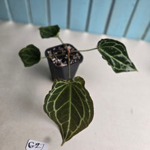 Load image into Gallery viewer, #G27 Anthurium Crystallinum x Forgetii