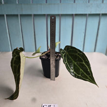 Load image into Gallery viewer, #G27 Anthurium Crystallinum x Forgetii