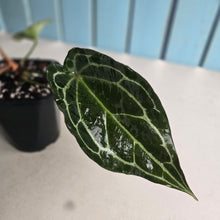 Load image into Gallery viewer, #G27 Anthurium Crystallinum x Forgetii