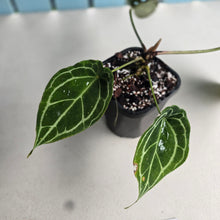 Load image into Gallery viewer, #G27 Anthurium Crystallinum x Forgetii