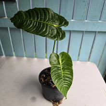 Load image into Gallery viewer, #H32 Large, Rooted Anthurium Veitchii Tip