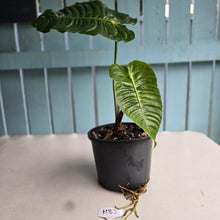 Load image into Gallery viewer, #H32 Large, Rooted Anthurium Veitchii Tip